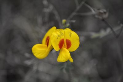 Close-up of yellow flower blooming outdoors