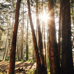 Sun shining through trees