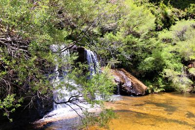 Scenic view of waterfall in forest