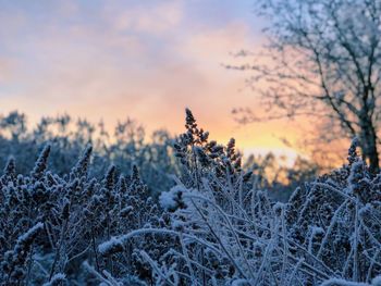 Frozen plants and trees against sky during sunset