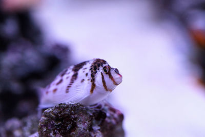 Close-up of butterfly