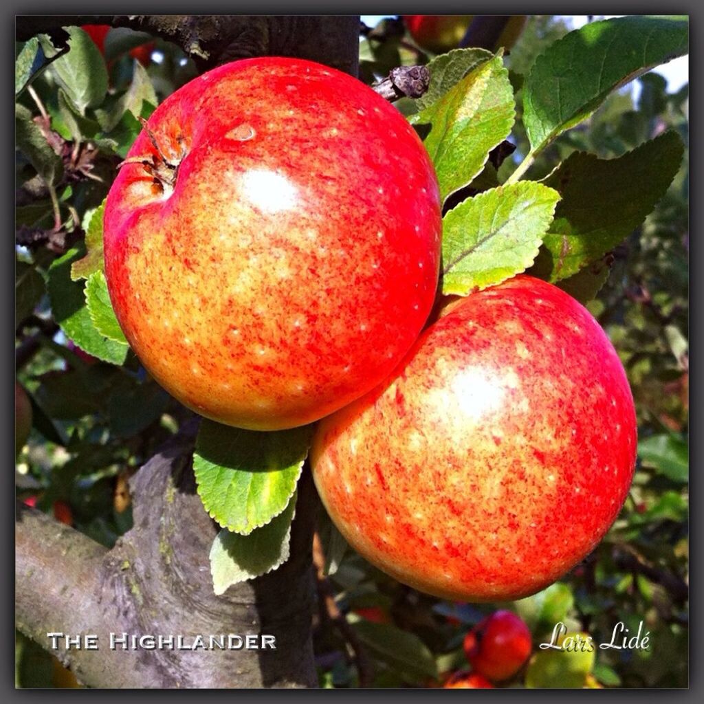 transfer print, auto post production filter, food and drink, fruit, red, close-up, tree, food, healthy eating, freshness, leaf, growth, focus on foreground, day, green color, apple - fruit, hanging, ripe, text, outdoors