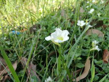 Close-up of white flowers blooming outdoors