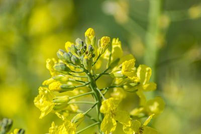 Close-up of yellow flowering plant