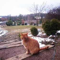 Portrait of cat by tree against sky