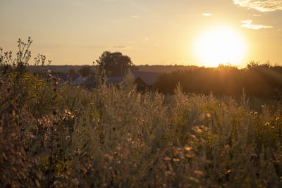 Plants growing on field against sky during sunset