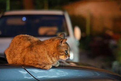 Cat in a car