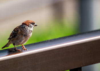 Close-up of bird perching on railing