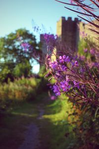 Close-up of purple flowers blooming on tree