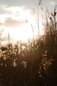 Close-up of stalks in field against sunset sky