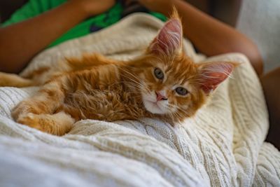 Cat relaxing on bed at home