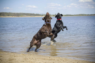 View of dog running on beach