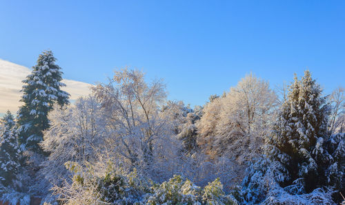 Low angle view of snow covered trees against clear blue sky