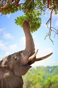 Side view of elephant standing against sky