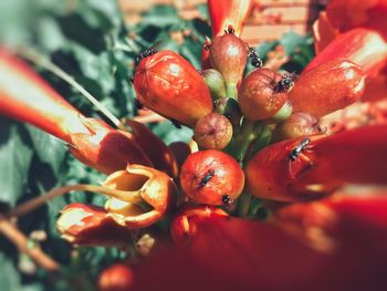 Close up of red berries