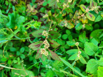 Close-up of flowering plant