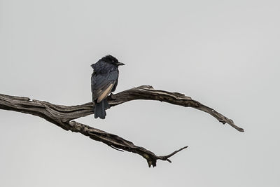 Low angle view of bird perching on branch against sky