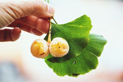 Close-up of hand holding leaves