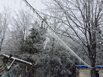 Bare trees against sky