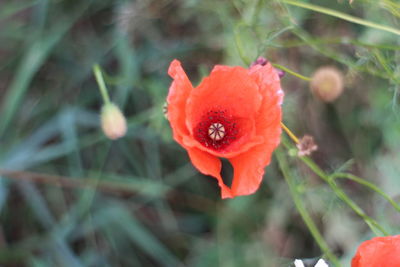 Close-up of red flowers