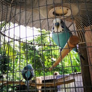 Budgerigars in cage