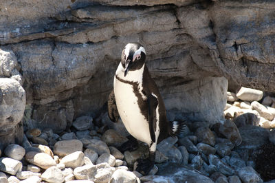 Close-up of bird on rock