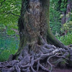 Tree trunk in forest