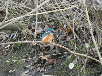 High angle view of bird perching on twig