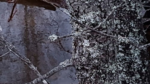 Close-up of snow on tree