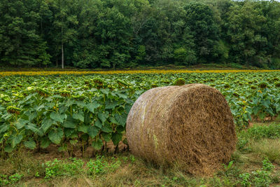 Hay bales on field by trees