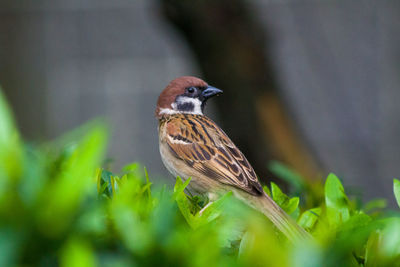 Close-up of bird perching on a plant