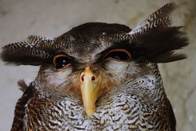 Close-up portrait of owl