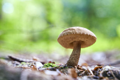 Close-up of mushroom growing on field