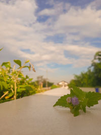 Scenic view of purple flowering plants on land against sky