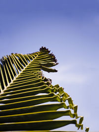 Low angle view of fern against sky