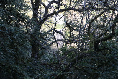 Trees in the forest