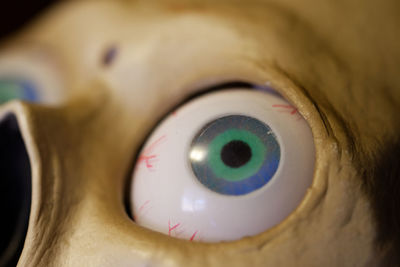 human eye