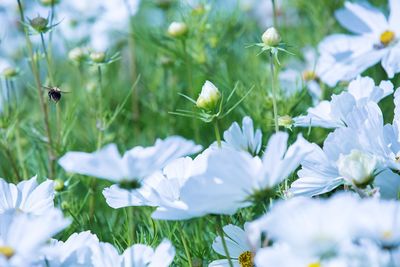 Close-up of white flowering plants on field