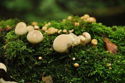 Close-up of mushrooms