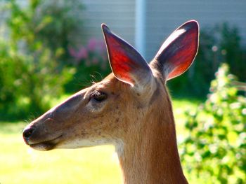 Close-up of deer