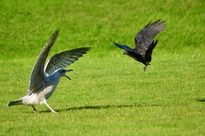 Close-up of bird flying over grass