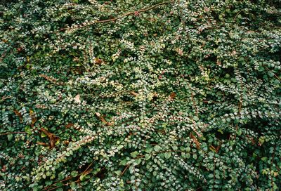 Full frame shot of berries growing on tree