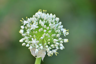 Close-up of onion flower