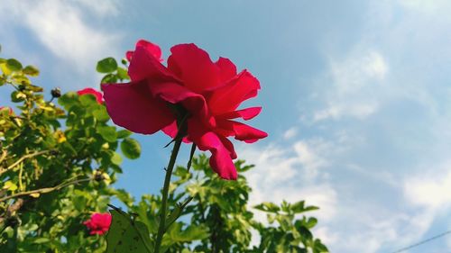 Close-up of red rose against sky