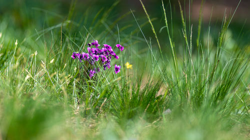 Close-up of purple flowering plants on field