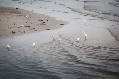 High angle view of seagulls swimming in lake