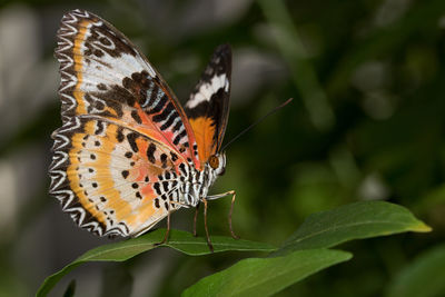 Close-up of butterfly on leaf