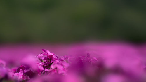 Close-up of pink flowering plant