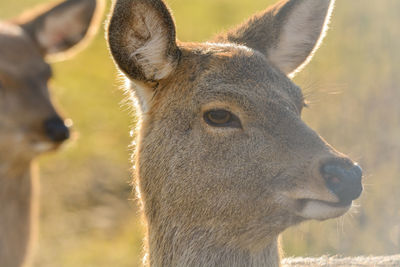 Close-up of deer