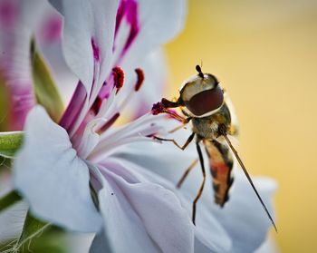 Close-up of insect on flower